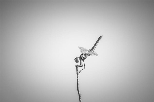  عکس مینیمال طبیعت