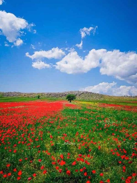  عکس طبیعت برای پروفایل