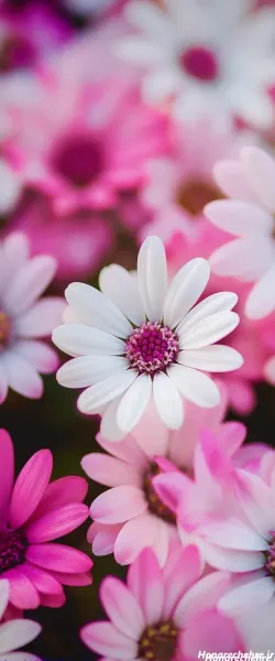  عکس صورتی کیوت ساده