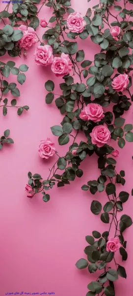  عکس صورتی اکلیلی