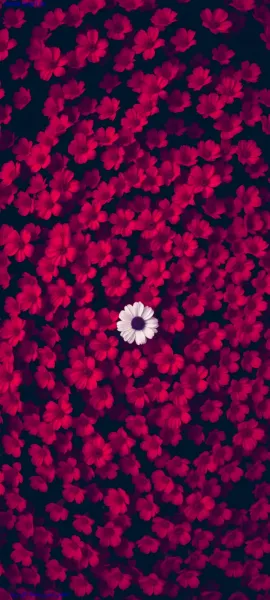  عکس صورتی اکلیلی