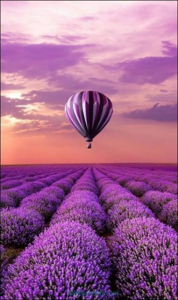  عکس پروفایل صورتی و بنفش