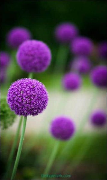  عکس پروفایل صورتی و بنفش