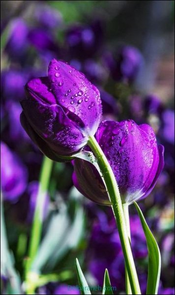  عکس پروفایل صورتی و بنفش