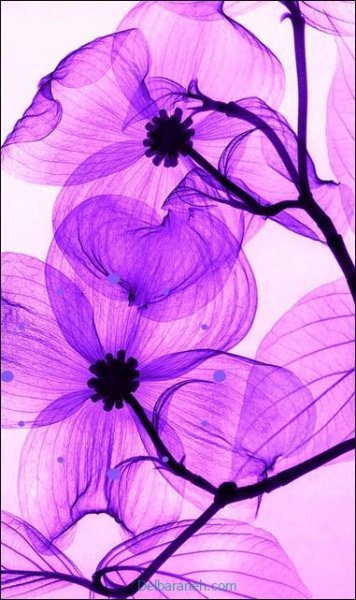  عکس پروفایل صورتی و بنفش