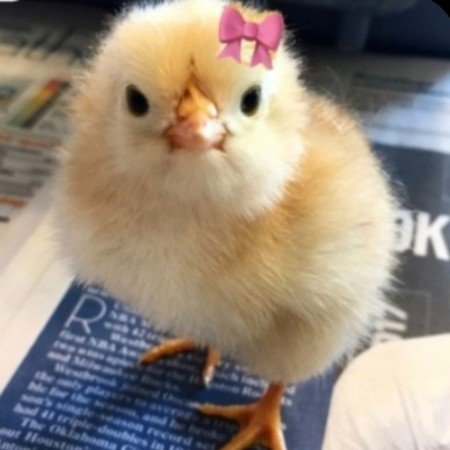  عکس صورتی برای پروفایل