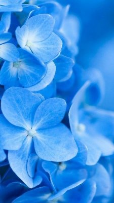  عکس آبی کیوت