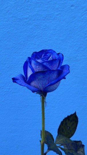  عکس آبی کیوت