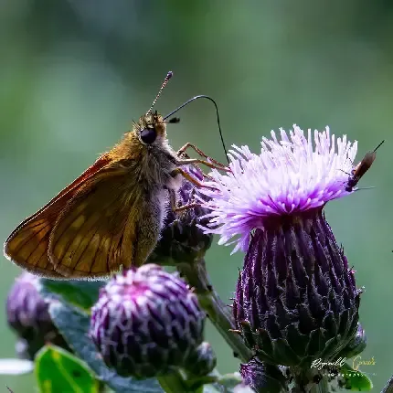  عکس مینیمال از کتاب