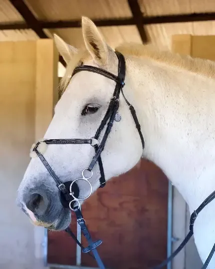  عکس مینیمال اسب