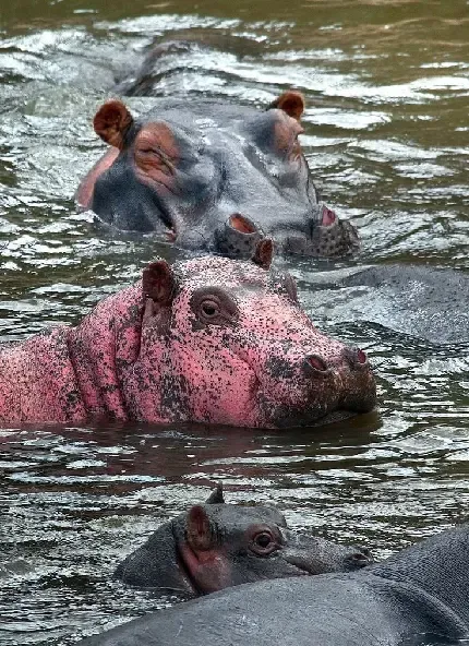  عکس مینیمال اسب