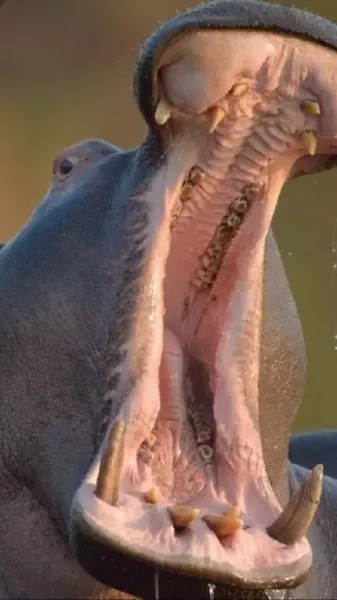  عکس مینیمال اسب