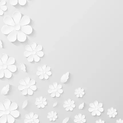  بک گراند سفید