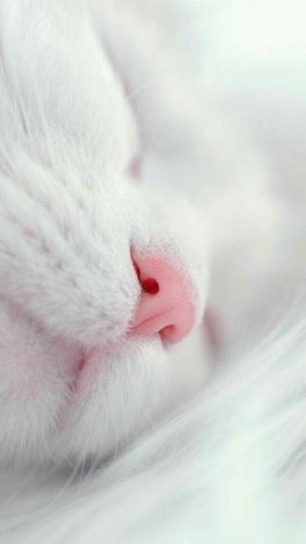  بک گراند سفید فانتزی