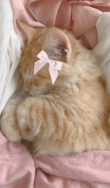  بک گراند کیوت پاستیلی