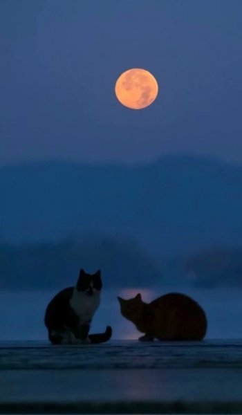  عکس ماه با کیفیت بالا برای تصویر زمینه