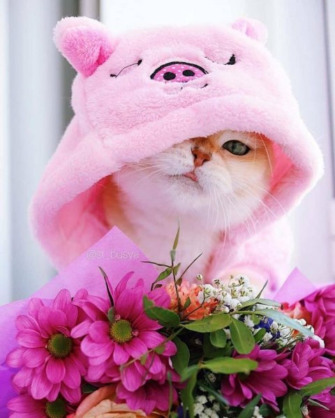  بک گراند فانتزی کیوت