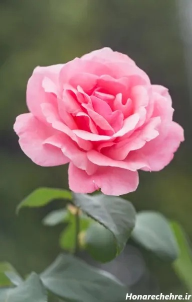  بک گراند برای نوشتن متن استوری