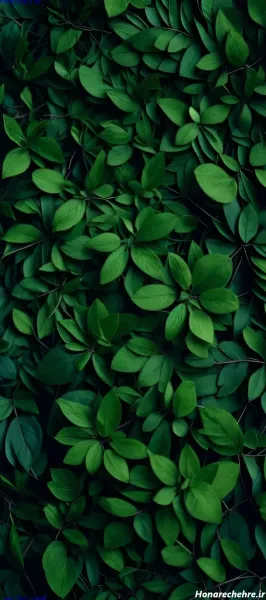  بک گراند سبز پاستیلی