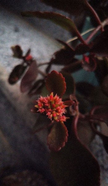  بک گراند سبز یشمی