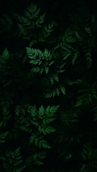  بک گراند سبز لجنی