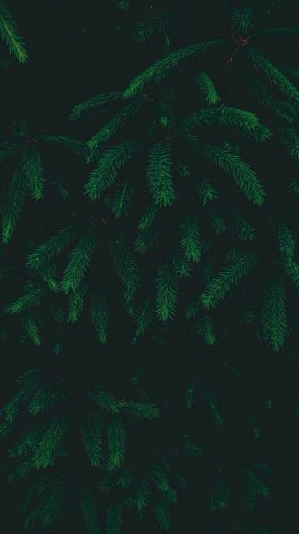  بک گراند سبز یشمی ساده