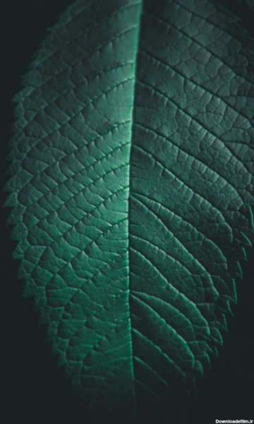 بک گراند سبز تیره