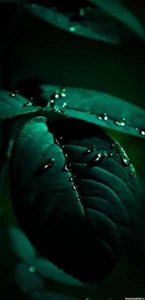  بک گراند سبز تیره