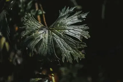  بک گراند سبز سدری