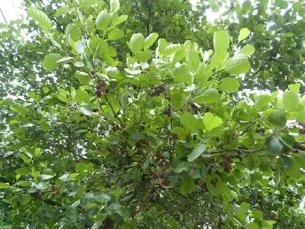  عکس سبز ساده