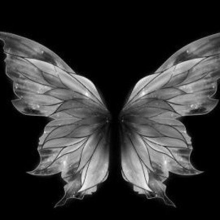  عکس مینیمال پروانه