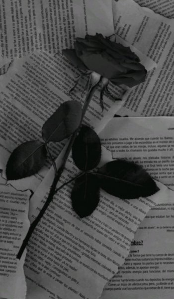  عکس مینیمال پروانه