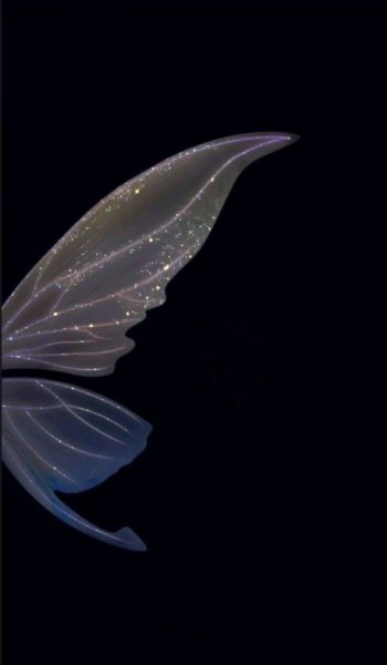  عکس مینیمال پروانه