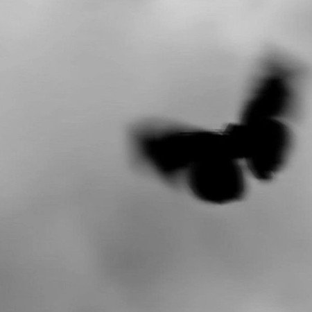  عکس مینیمال پروانه