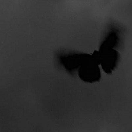  عکس مینیمال پروانه