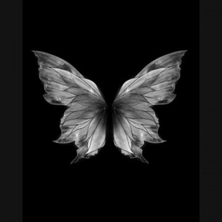  عکس مینیمال پروانه