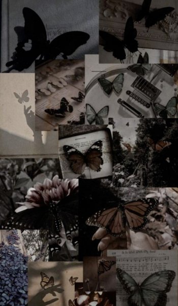  عکس مینیمال پروانه