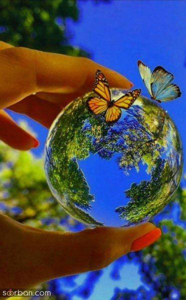  عکس پروانه واقعی برای پروفایل