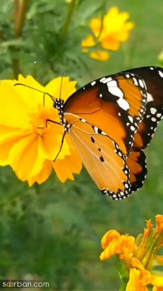  عکس پروانه واقعی برای پروفایل