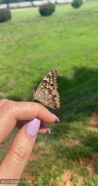  عکس پروانه واقعی برای پروفایل