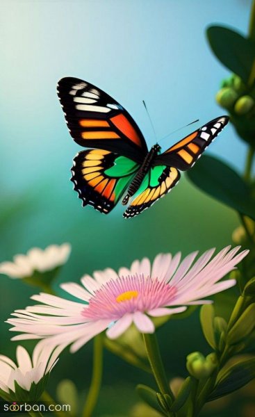  عکس پروانه واقعی برای پروفایل