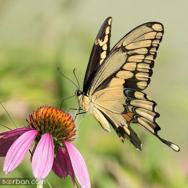  عکس پروانه واقعی برای پروفایل