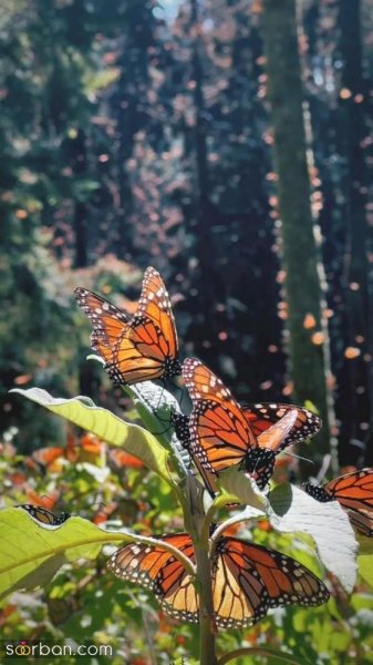  عکس پروانه واقعی برای پروفایل