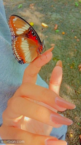  عکس پروانه واقعی برای پروفایل