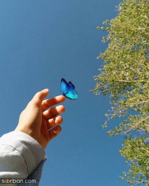  عکس پروانه واقعی