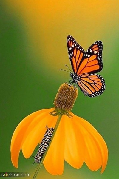  عکس پروانه واقعی