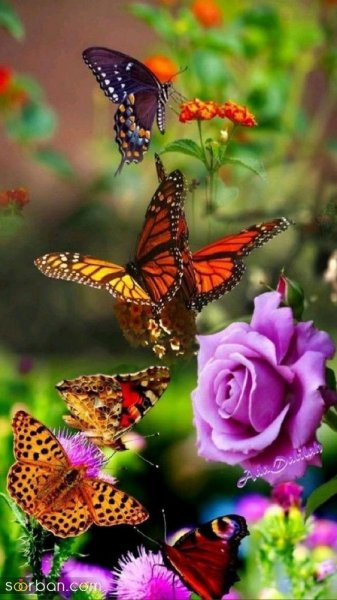  عکس پروانه واقعی