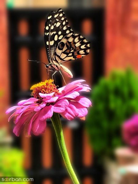  عکس پروانه واقعی