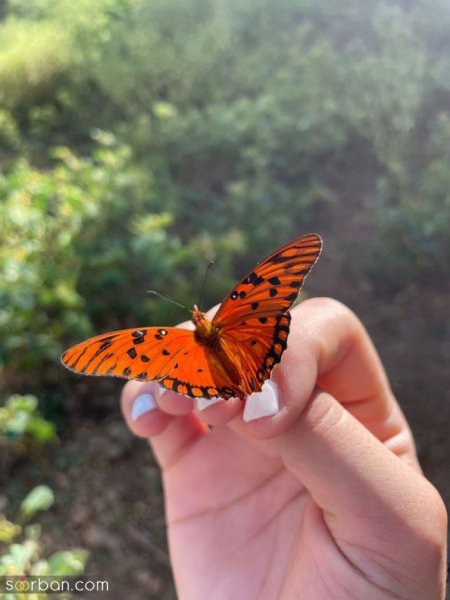  عکس پروانه واقعی