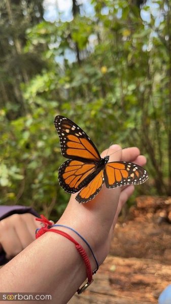  عکس پروانه واقعی